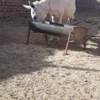 خر فروشی و بره نره|حیوانات مزرعه|گزیک, |دیوار