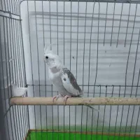 یک جفت عروس هلندی مولد|پرنده|محمدشهر, سیدآباد|دیوار