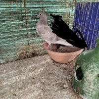 دوعدد بچه کفتر گم شده|پرنده|یزد, |دیوار