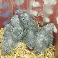 گرینچیک سرلاکی