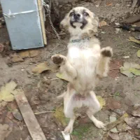 سگ پا کوتاه