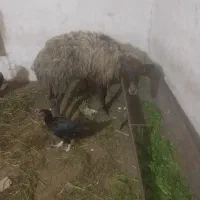 گوسفند|حیوانات مزرعه|سنگدوین, |دیوار