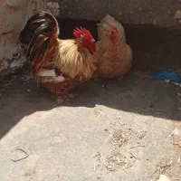 فروشی