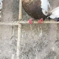 سینه هفت رنگ کاکل میخ  چش نوک سفید