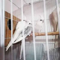 عروس هلندی آلبینو دوماهه و سه ماهه