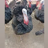 بقلمون رسمی جنس انگلیسی.|حیوانات مزرعه|همدان, |دیوار