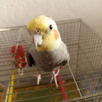 عروس هلندی نر سخنگو