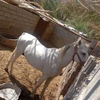 اسب نریون