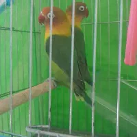 کتوله برزیلی