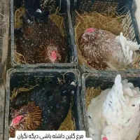 تخم نطفهدار گلینهای اصیل و کرچ شو|حیوانات مزرعه|رشت, سعدی (تختی)|دیوار