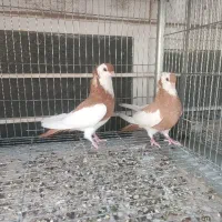کبوتر تزیینی نژاد ناصری