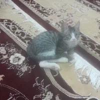 بچه گربه دو ماهه|گربه|سبزوار, سجاد|دیوار