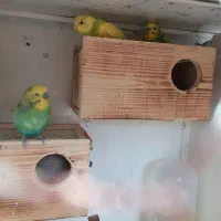 لانه مخصوص مرغ عشق و فنچ برای تخم گذاری|لوازم جانبی حیوانات|گلوگاه بابل (گلیا), |دیوار