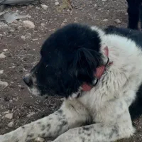 سگ گمشده مژدگانی|حیوانات|اندیکا, |دیوار