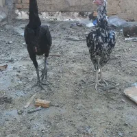 مرغ لاری|حیوانات مزرعه|ری, تصفیه خانه|دیوار