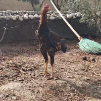 جوجه خروس لاری 7ماهه