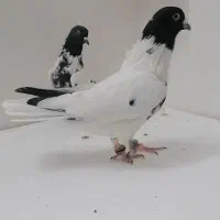 کفتر افغانی