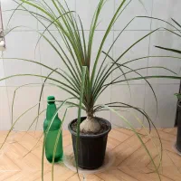 زاموفیلیا سوپر بلک قیمت فقط 80 و 60 هزار تومان|گل و گیاه طبیعی|نیشابور, شهرک قدس|دیوار