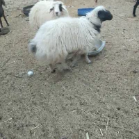 بره تباهگی|حیوانات مزرعه|سراوان, |دیوار