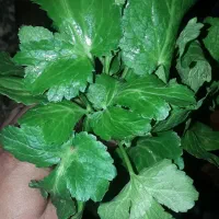 چوچاق و سبزی محلی وترشی|خوردنی و آشامیدنی|رشت, رودبارتان|دیوار