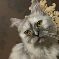 بریتش سیلور  ماده لانگهیر تربیت شده