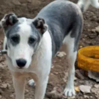 واگذاری سگ آلابای پنج ماهه ماده|سگ|شاندرمن, |دیوار