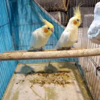 عروس هلندی جفت ((دستی))