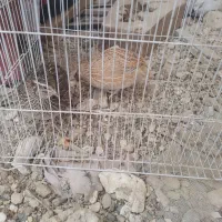 یک جفت بلدرچین