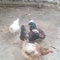 مرغ ویروس فروشی