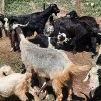 بز و بی|حیوانات مزرعه|سوری, |دیوار