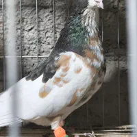 شهری . چپ قهوه‌ای گلدار گل زرد