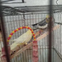 عروس هلندی|پرنده|اسلام‌شهر, شهرک محمدیه|دیوار