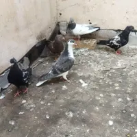 سینه ساده دم سفید|پرنده|تربت جام, شاد|دیوار