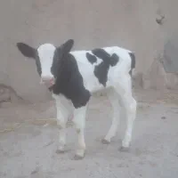 گوساله نر هلشتاین اصل امریکایی
