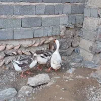 اوردک و غاز محلی|لوازم جانبی حیوانات|دیواندره, |دیوار