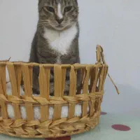 پانسیون تخصصی نگهداری گربه