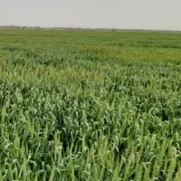 اجاره زمین کشاورزی|اجارهٔ دفتر صنعتی، کشاورزی، تجاری|اهواز, اهواز|دیوار
