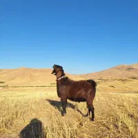 سابرین برای داشتی