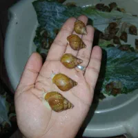 حلزون|خزنده|مشهد, رده|دیوار