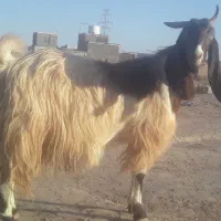 یک عدد بزآبستن وسالم