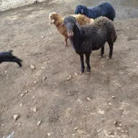 دو عدد بره قوچ افشاری اصل|حیوانات مزرعه|قوچان, |دیوار