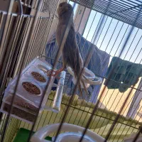 قناری نر رسمی بلند