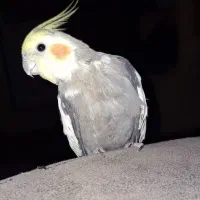 عروس هلندی|پرنده|مشهد, آبکوه|دیوار