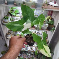 گل گلکسیونی خاص|گل و گیاه طبیعی|تبریز, |دیوار