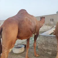 شترنر لوک ۶سال جمازی
