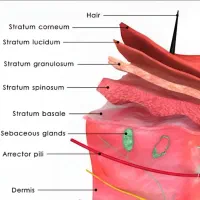 آموزش فیشال