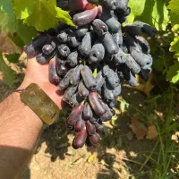 فروش نهال انگور بلک ویلیام تضمین شده