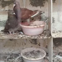 پشتی غوره ای سه بر  و غوره سرخ|پرنده|برازجان, |دیوار