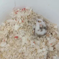 همستر|موش و خرگوش|اصفهان, بهارستان|دیوار