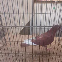 کفتررنگی وسرخ پرشی دم سفید|پرنده|قم, بنیاد|دیوار